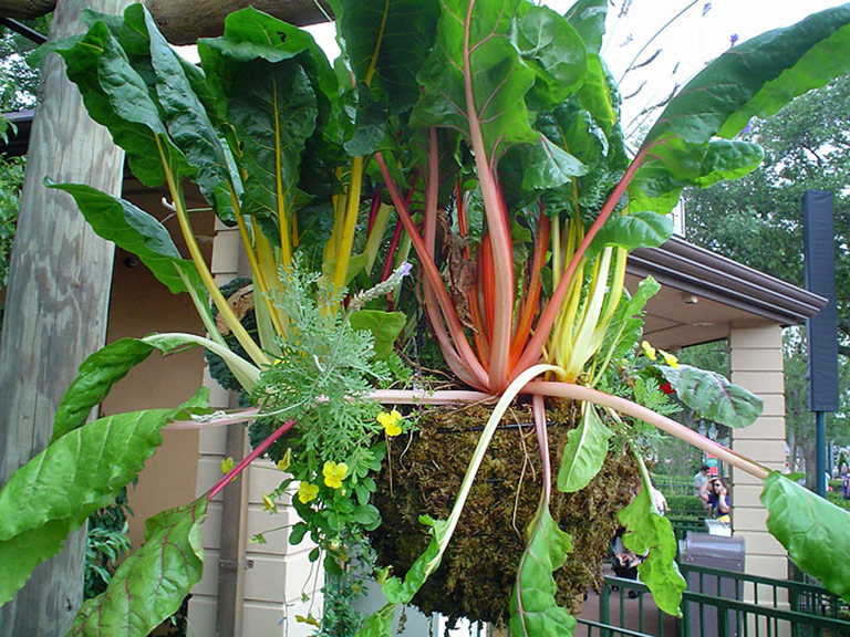Hanging Garden Fruits and Vegetables in Hanging Baskets Quiet Corner