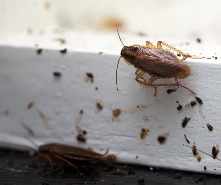 Are Roaches Attracted to Light or Dark? Unveiling Secrets! Quiet Home