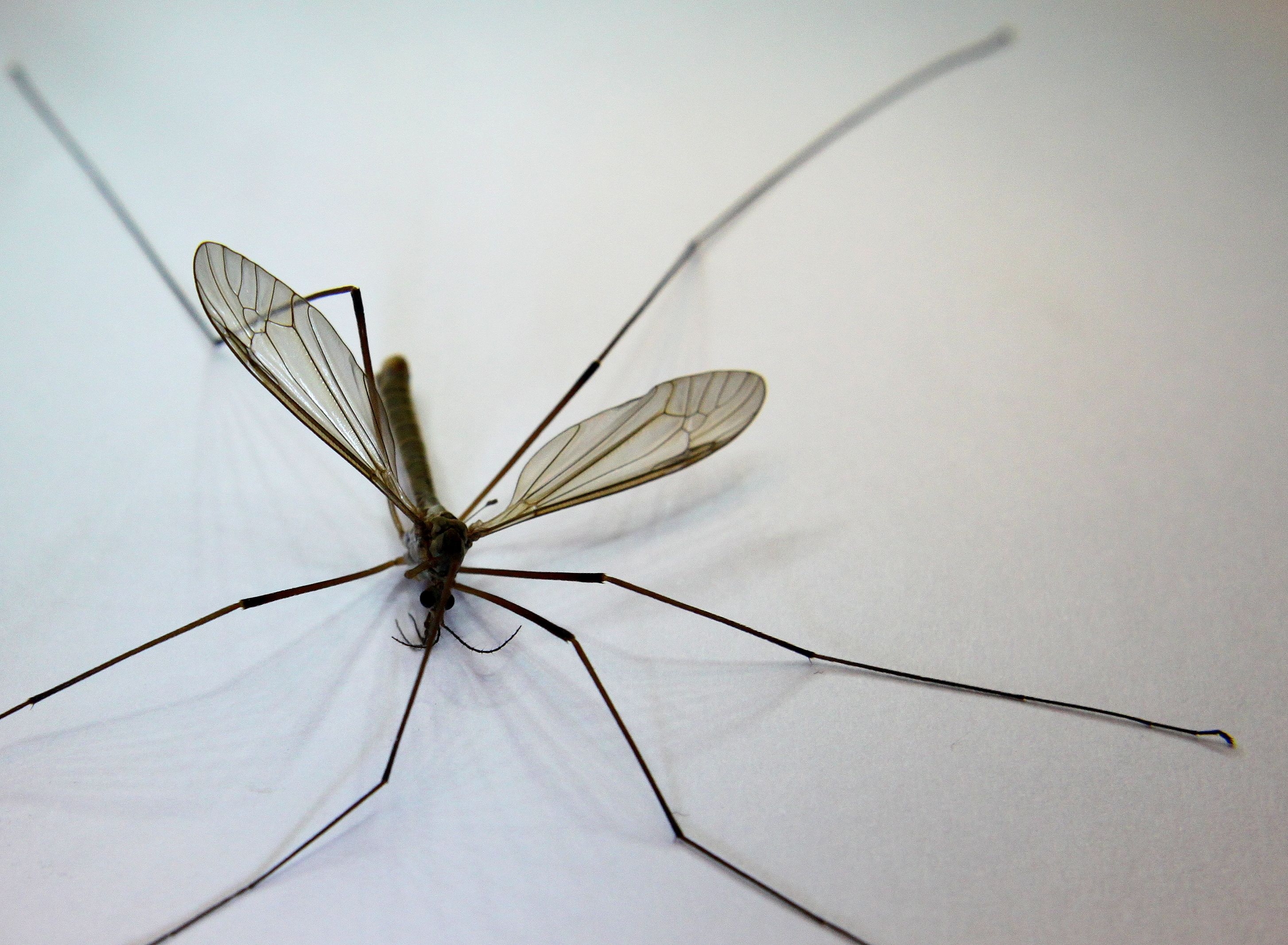 Giant Mosquito Does This Describe the Crane Fly?