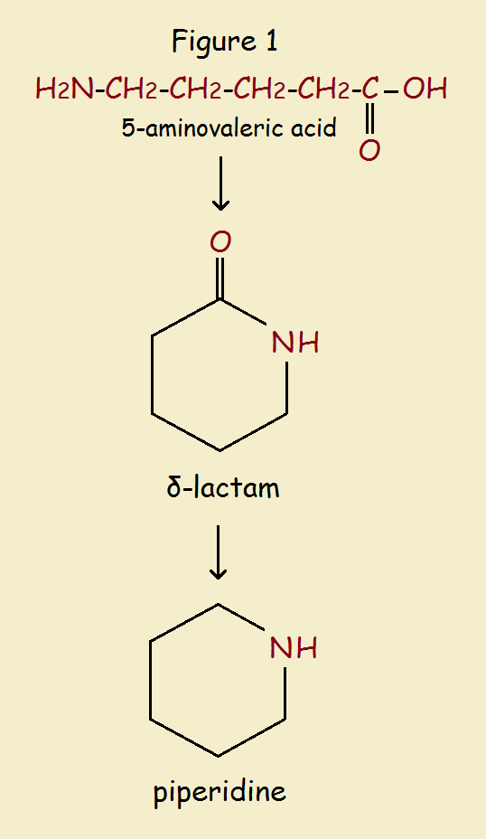 Nitrogen Heterocycles from Aliphatic Amino Acids Rings from Chains