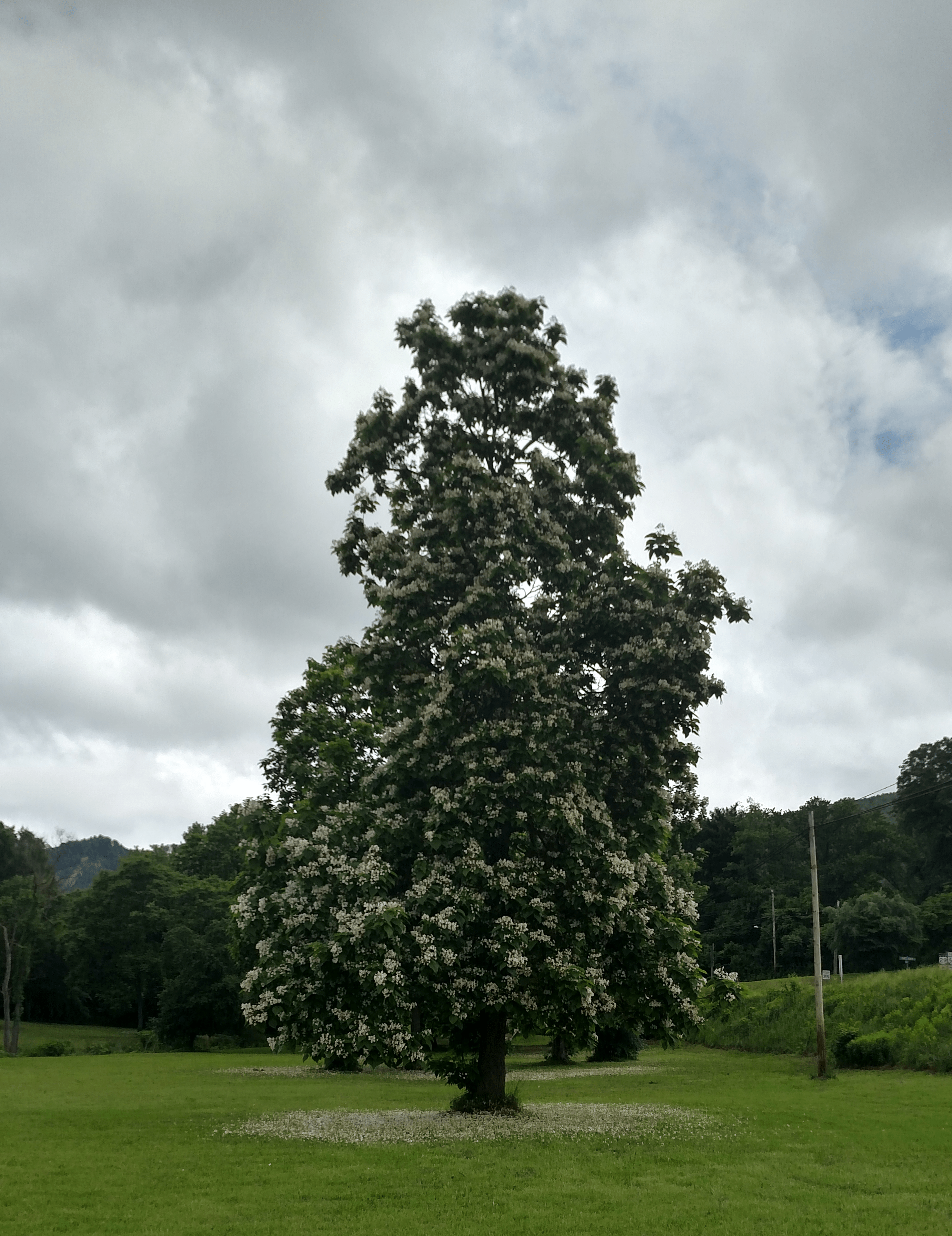 Catalpa Trees in Southern Virginia What Variety Grow There?