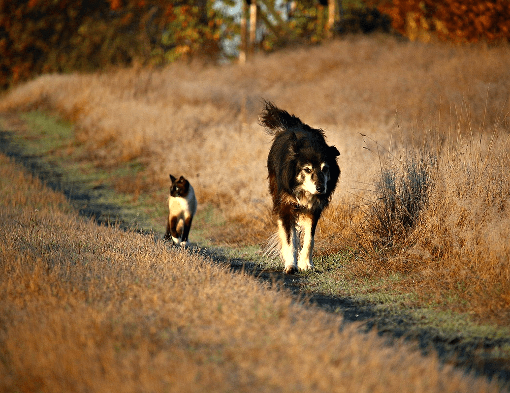 Cats and Dogs Instinctive Behavior One Difference
