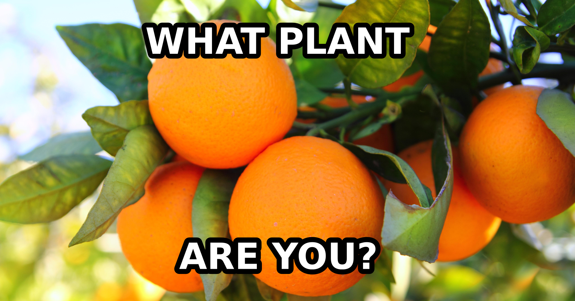 What Plant Are You? Question 1 How would your friends describe you using one word?