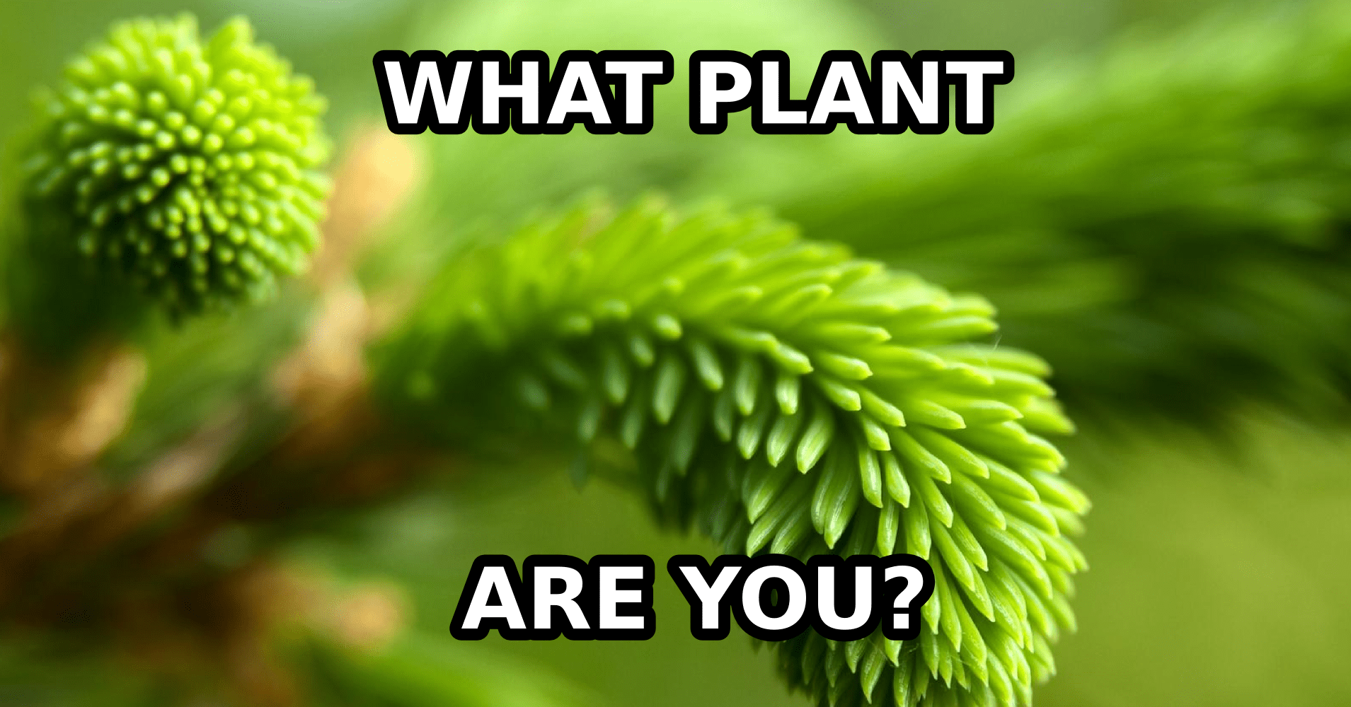 What Plant Are You? Quiz