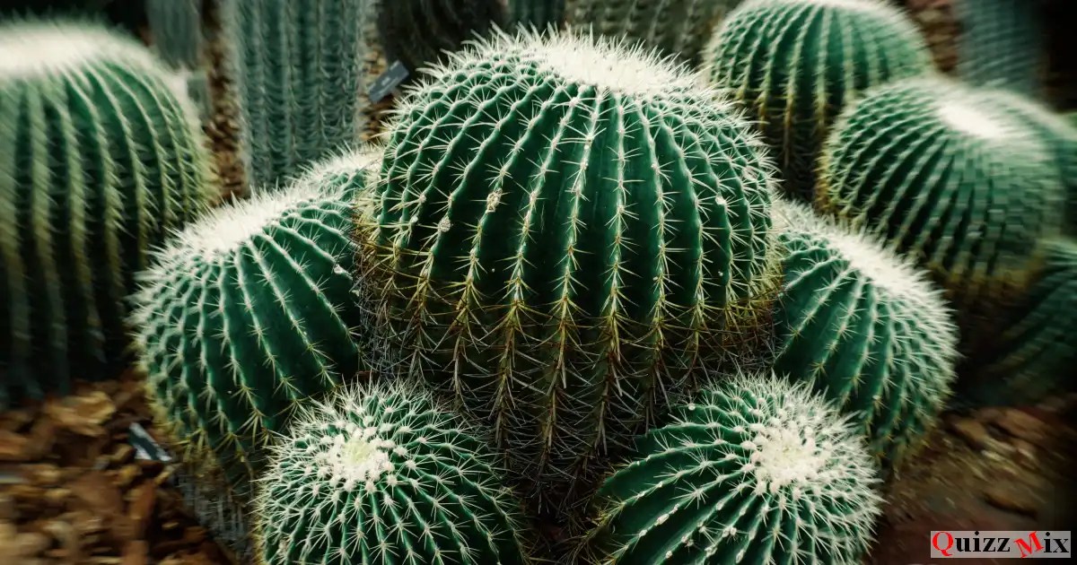 Quiz Les cactus