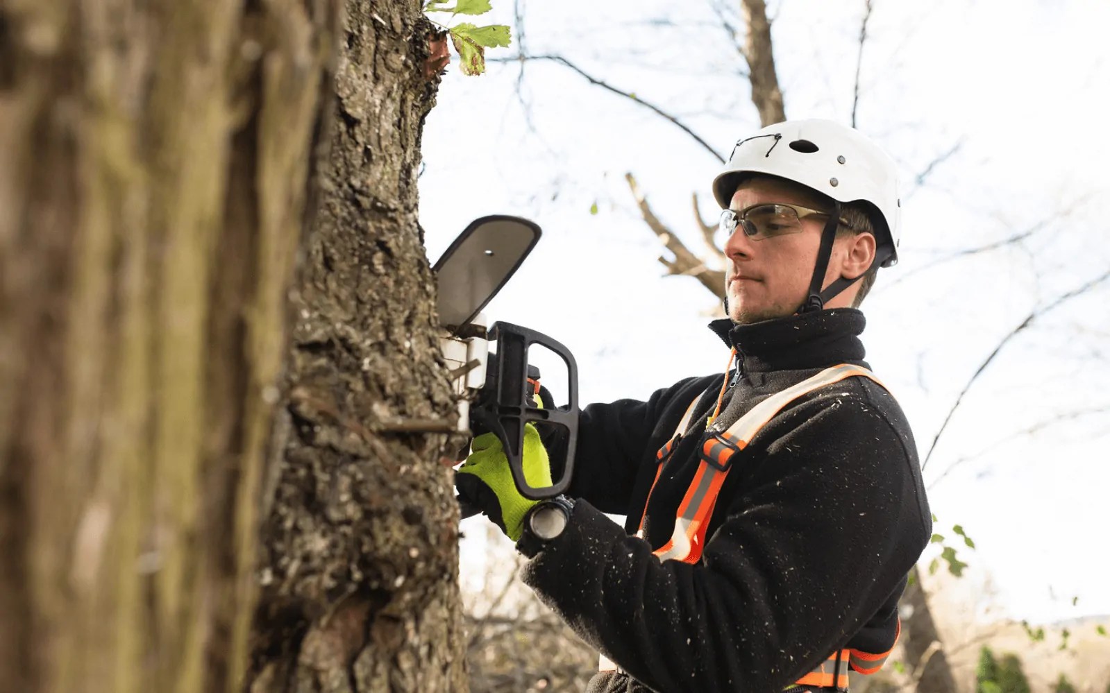 Compare Tree Surgeon Insurance Quotes QuoteSearcher