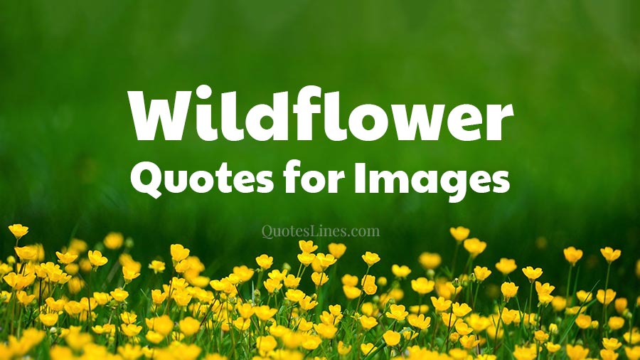 45+ Wildflower Quotes to Help You Bloom Gracefully QuotesLines