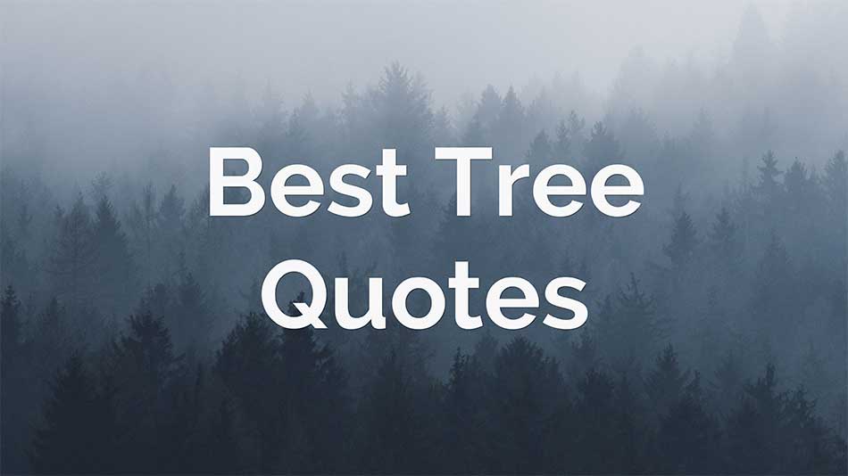 50+ Best Tree Quotes and Thoughts With Pictures QuotesLines