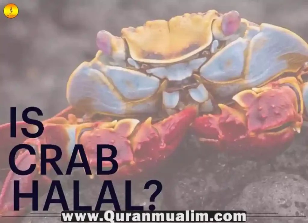 Do Muslims Eat Shellfish? Islam Q&A Quran Mualim