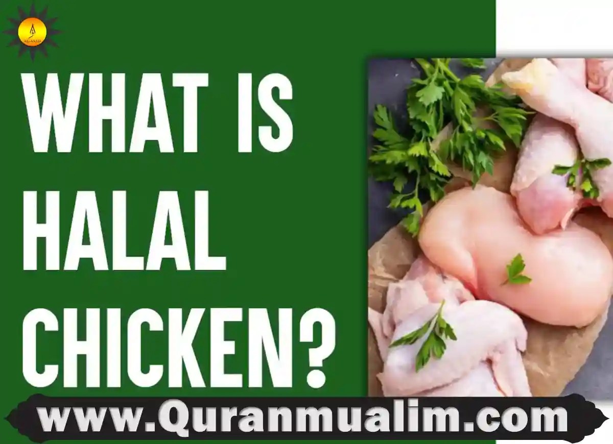 Is Chicken Halal? 2023 Quran Mualim