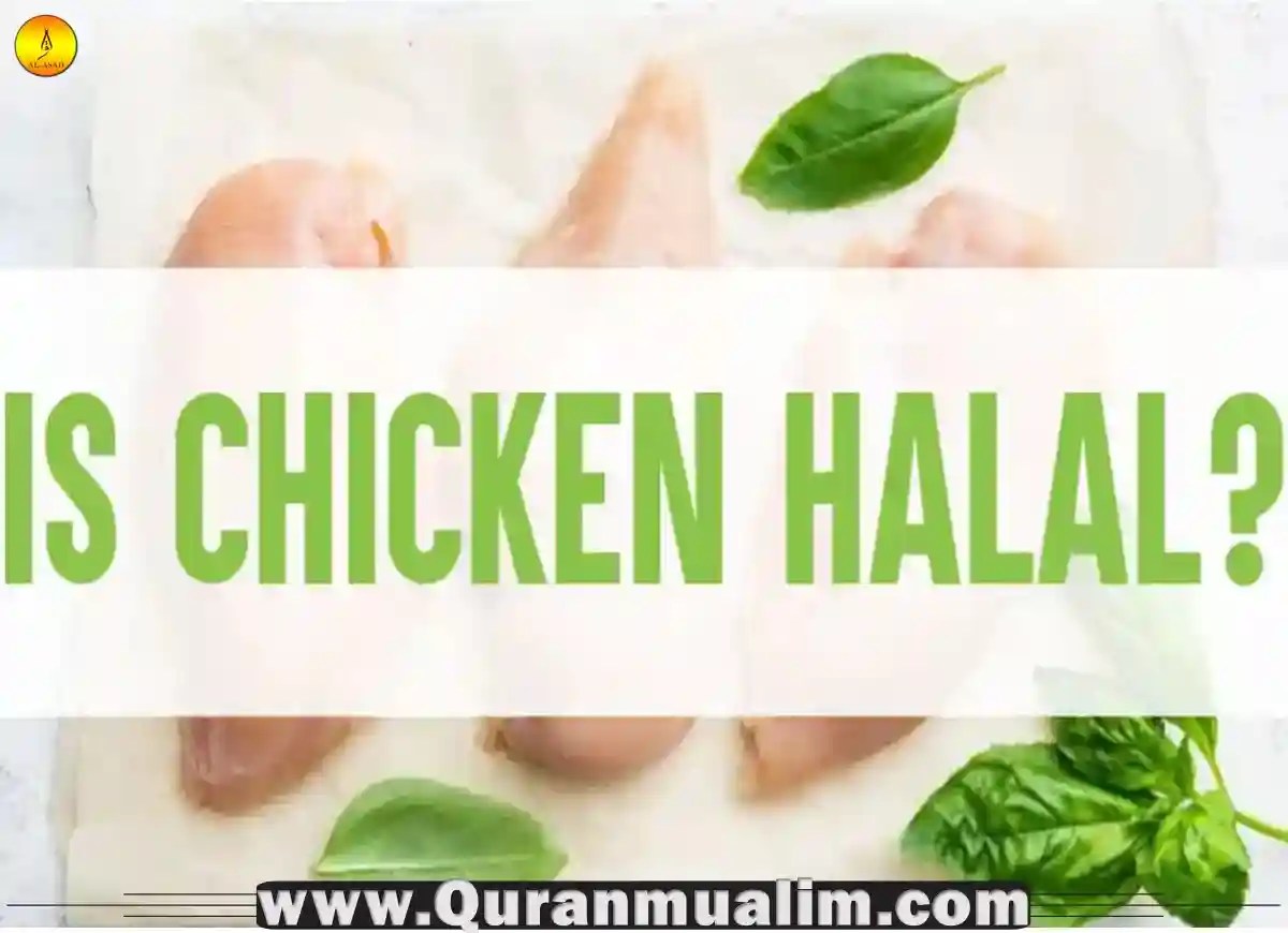 Is Chicken Halal? 2023 Quran Mualim