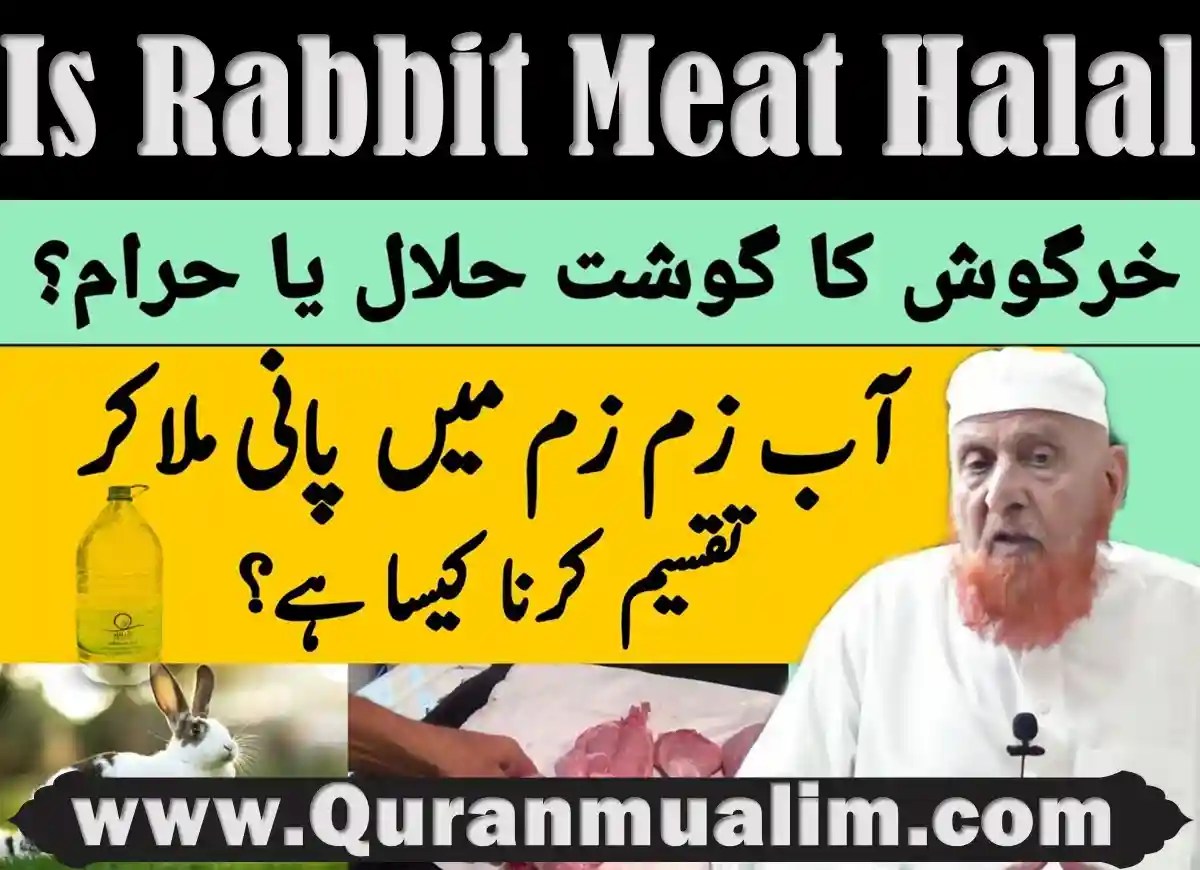 Is Rabbit Meat Halal in Islam? Quran Mualim