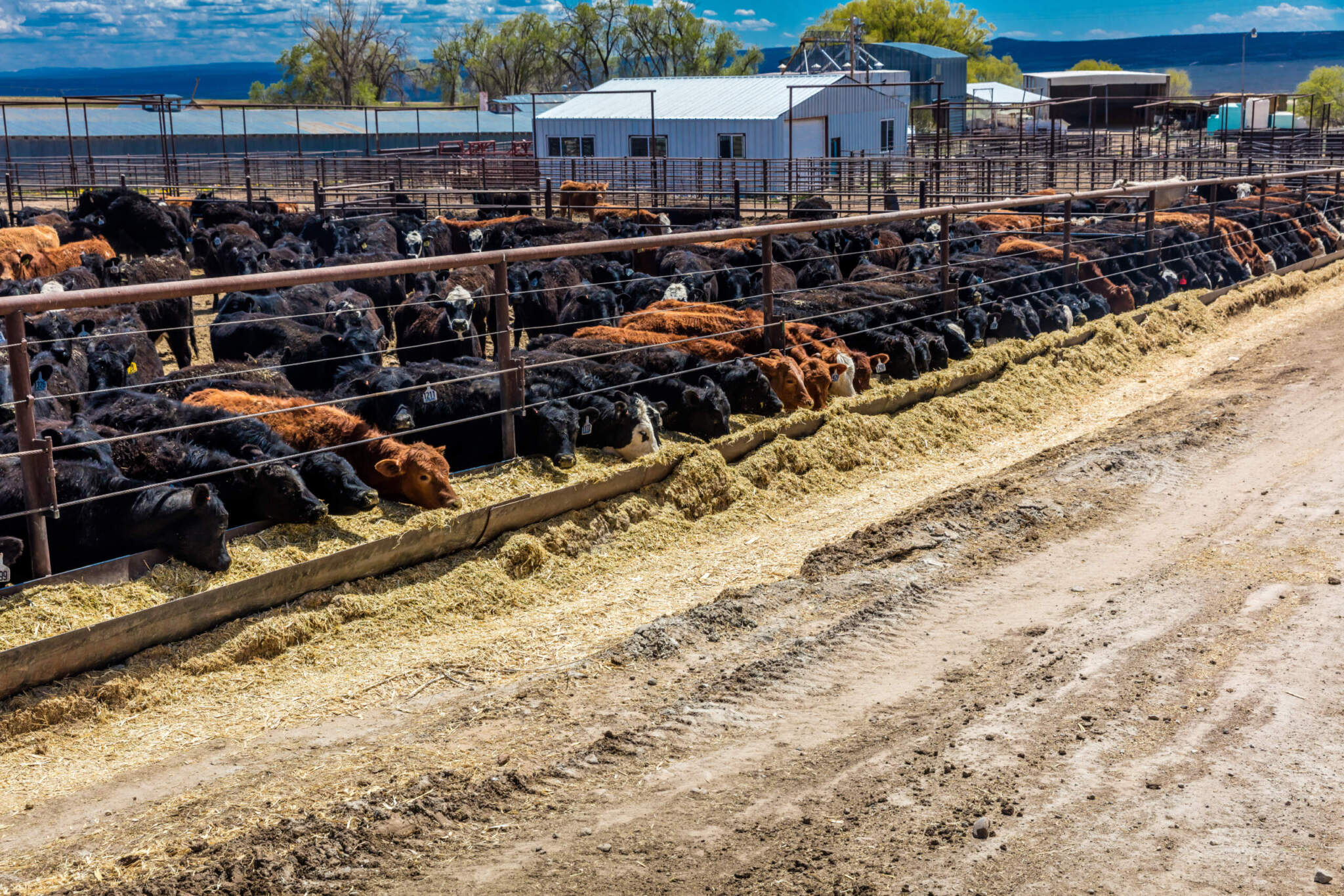 Ranch Group to Congress Table New Cattle Market Price Discovery and