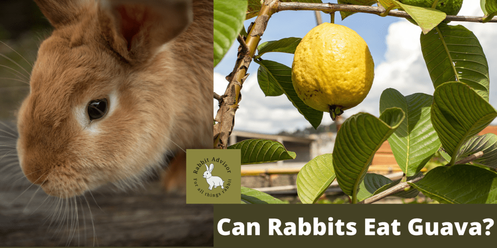 Can Rabbits Eat Guava? Rabbit Advisor
