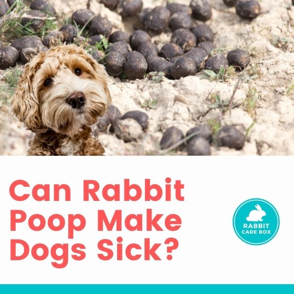 Can Dog Poop And Pee Make You Sick