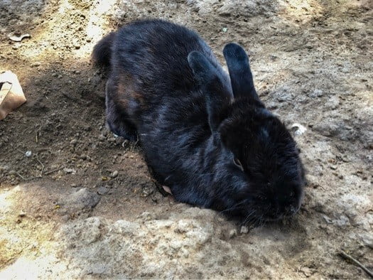 My Rabbit's Back Legs Have Stopped Working (Weak, Wobbly & Shaking)