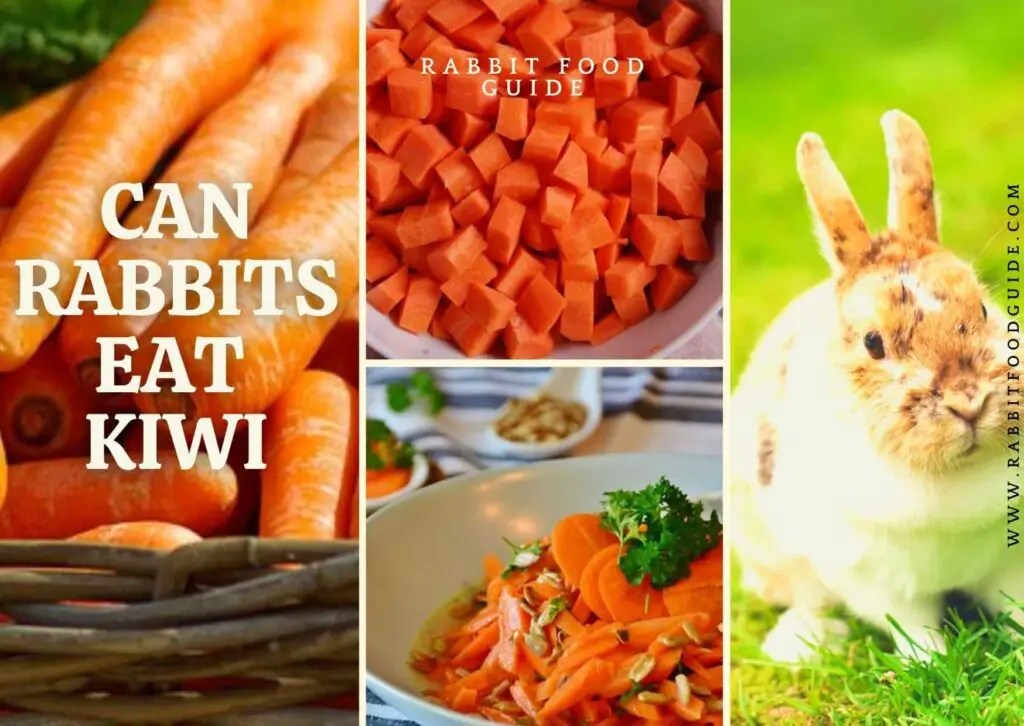 Can Rabbits Eat Pumpkin? Learn From Expert Vets
