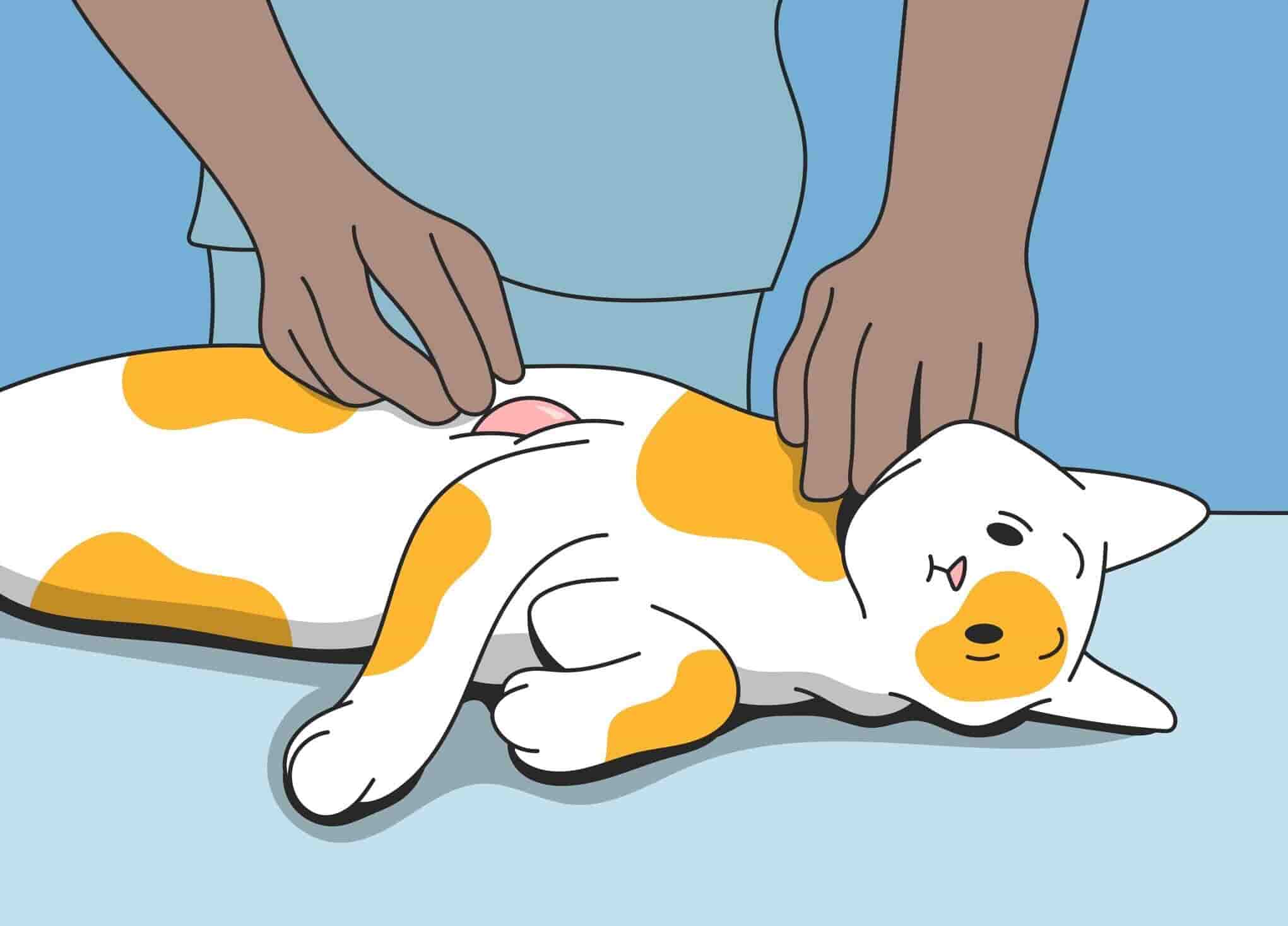 What to Do About a Lump on Your Cats Skin After a Broken Radius