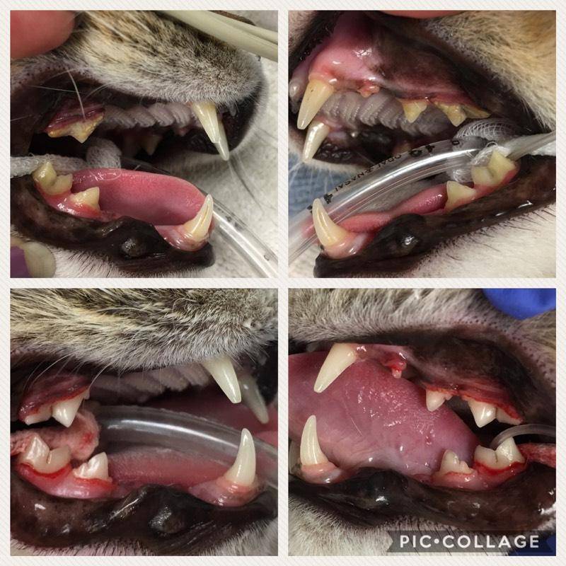 Understanding Why Your Cat Has a Slight Brown Tint on Their Tooth