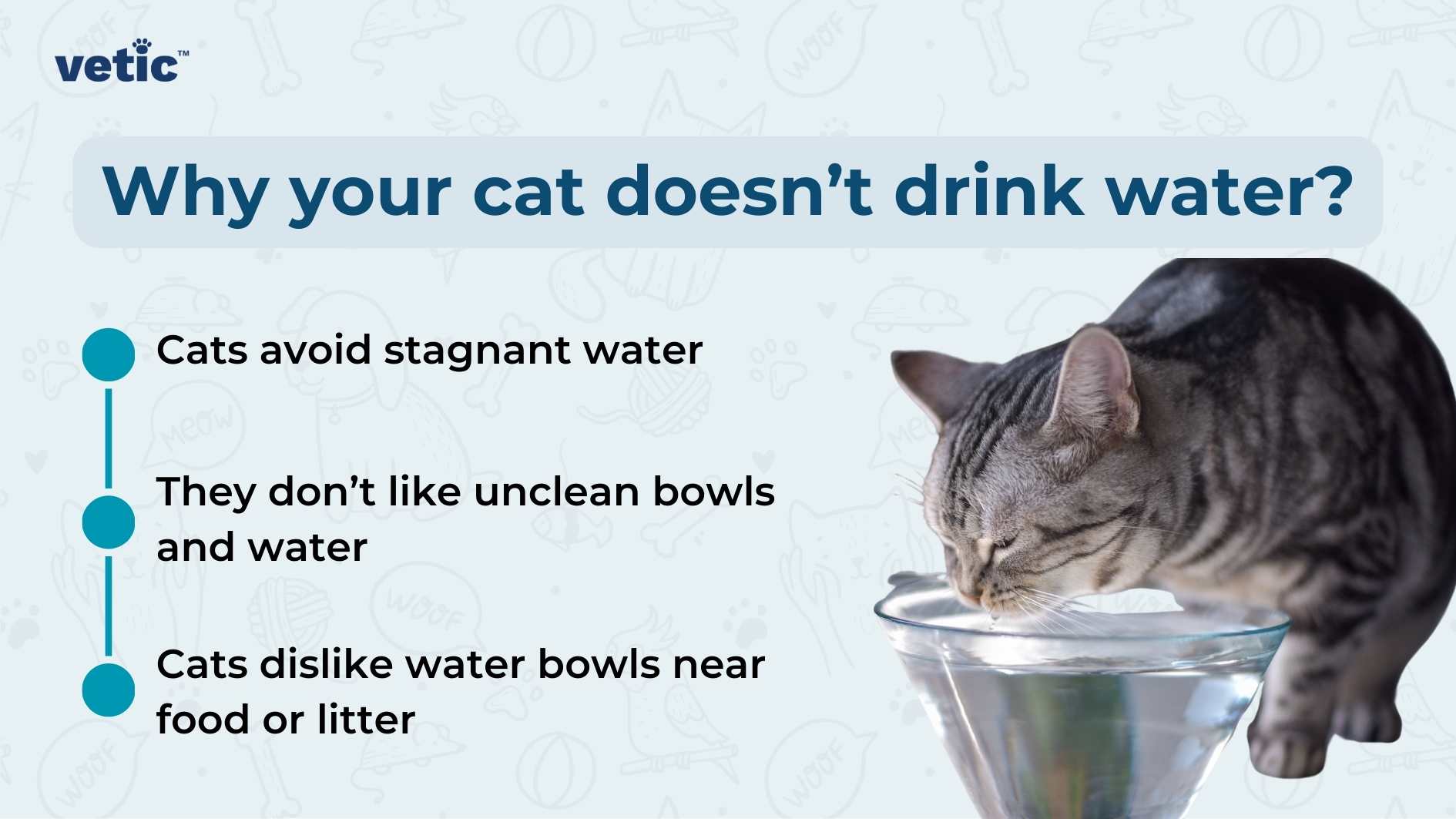 Cat Wont Drink Water？ Discover Dehydration Signs and Remedies