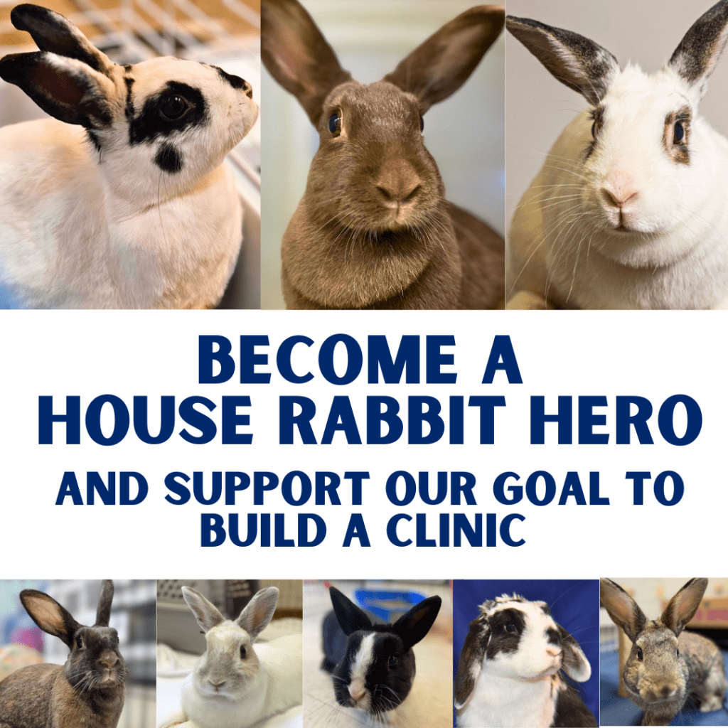 Homepage House Rabbit Network