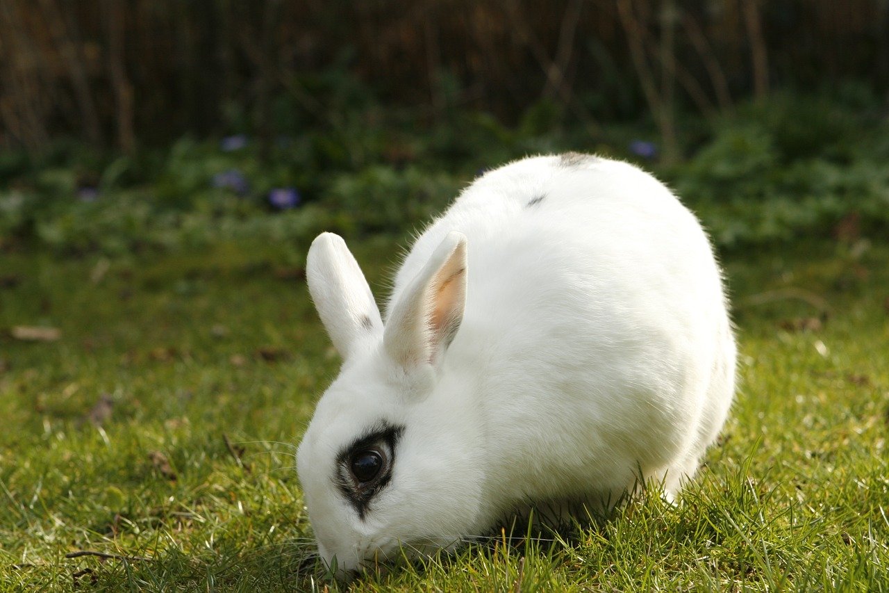 Why Is My Rabbit Shaking?