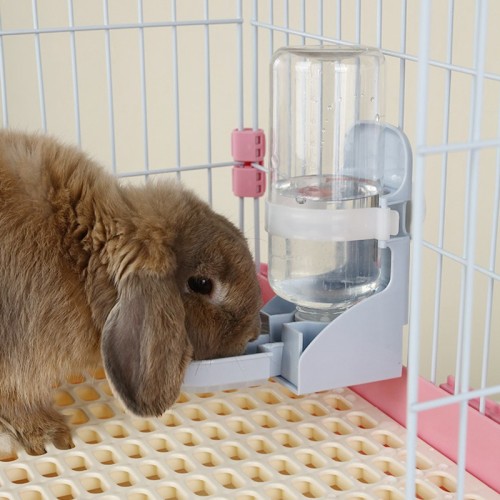 How Cold Can Rabbits Tolerate? Netherland Dwarf Rabbit
