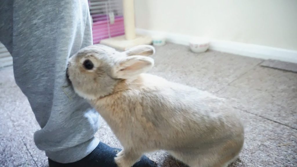 Everything You Need To Know About Netherland Dwarf Rabbit Netherland
