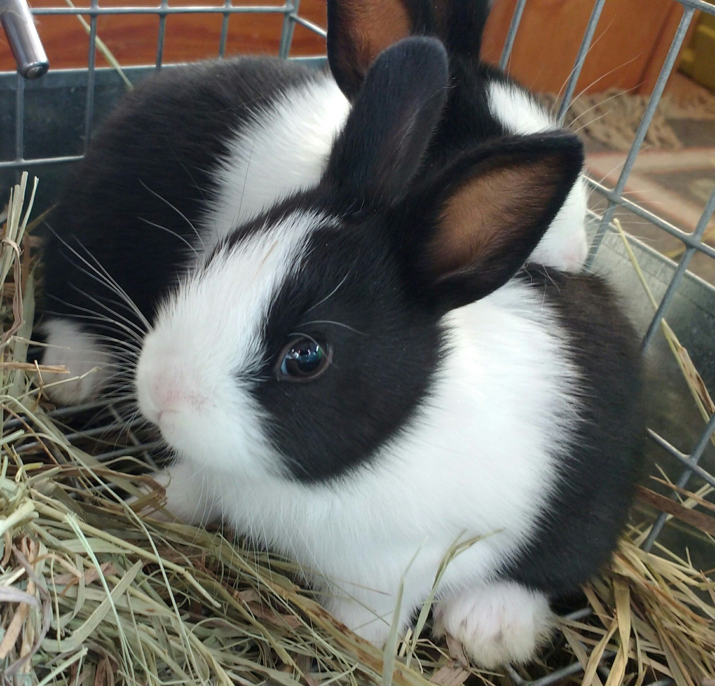 Everything You Need To Know About Dutch Rabbit Netherland Dwarf Rabbit