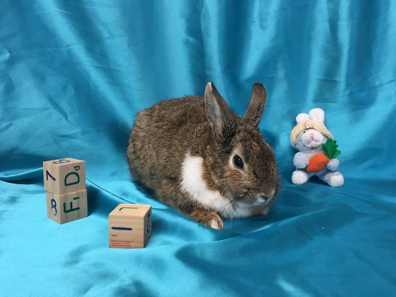 Adoptable bunnies at Rabbit Rescue Shelter