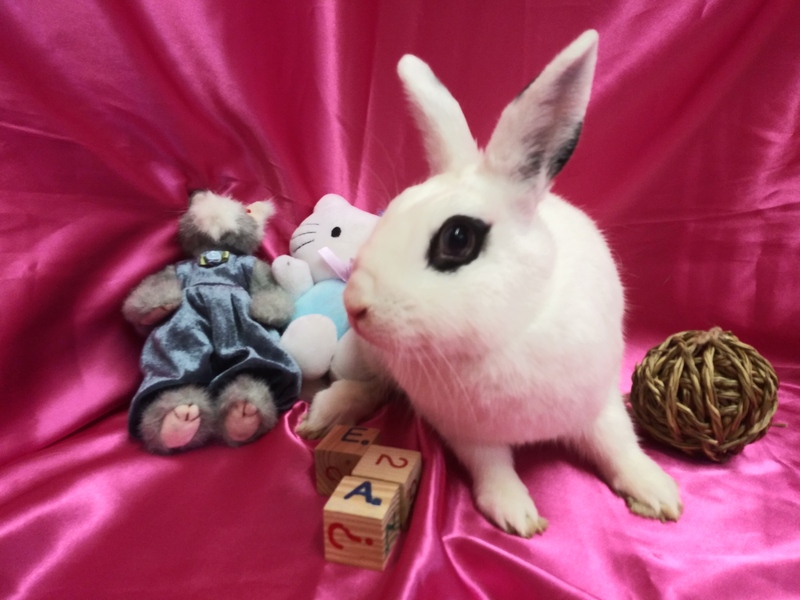 Adoptable bunnies at Rabbit Rescue Shelter