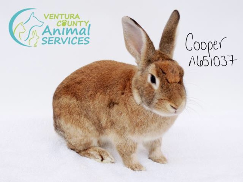 Adoptable bunnies at Rabbit Rescue Shelter
