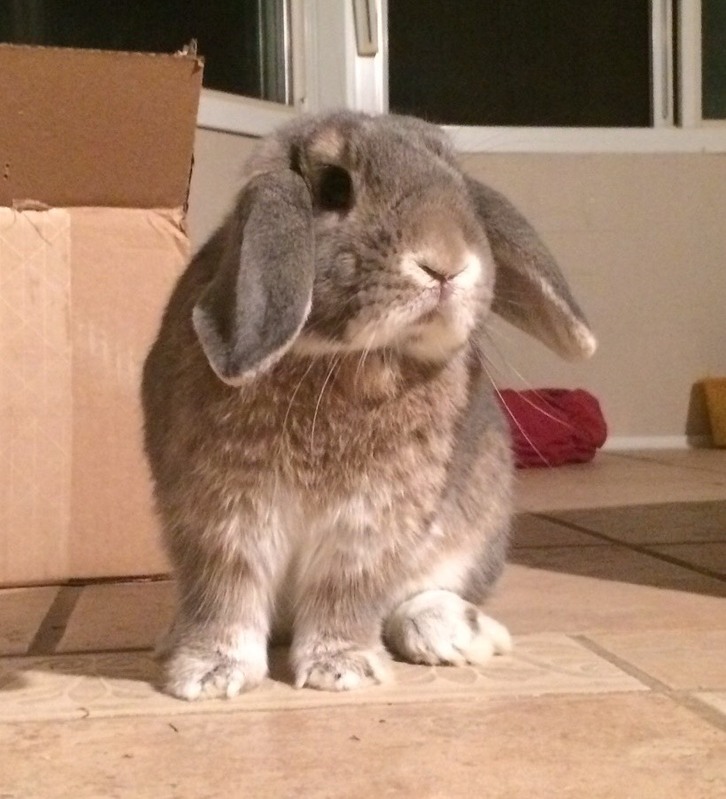 Adoptable bunnies at Rabbit Rescue Shelter
