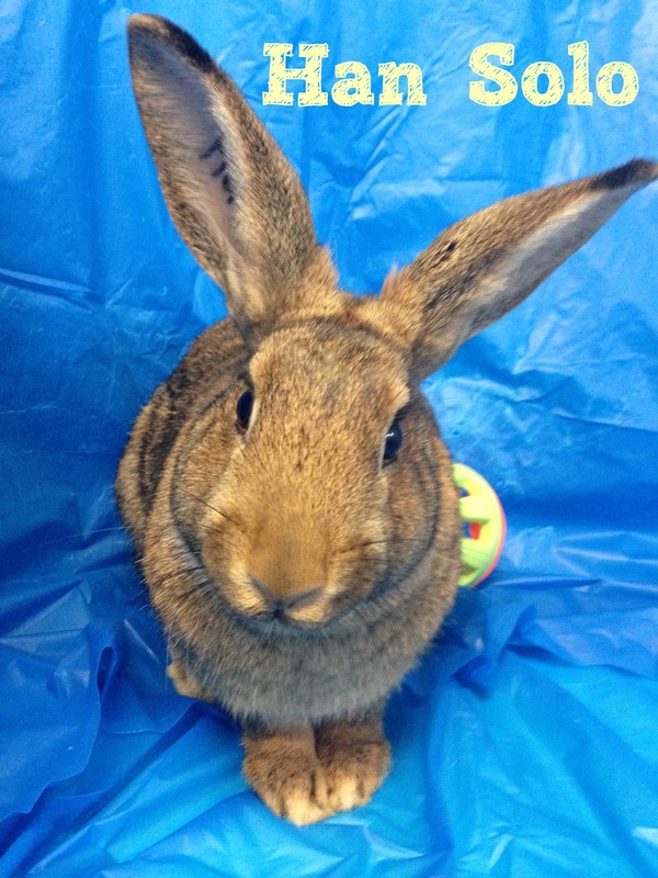 Adoptable bunnies at Rabbit Rescue Shelter
