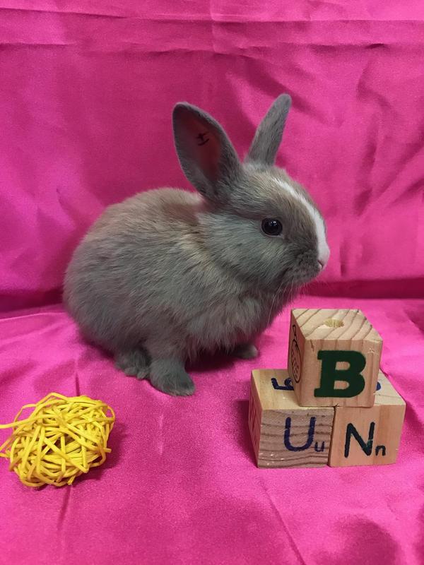 Adoptable bunnies at Rabbit Rescue Shelter