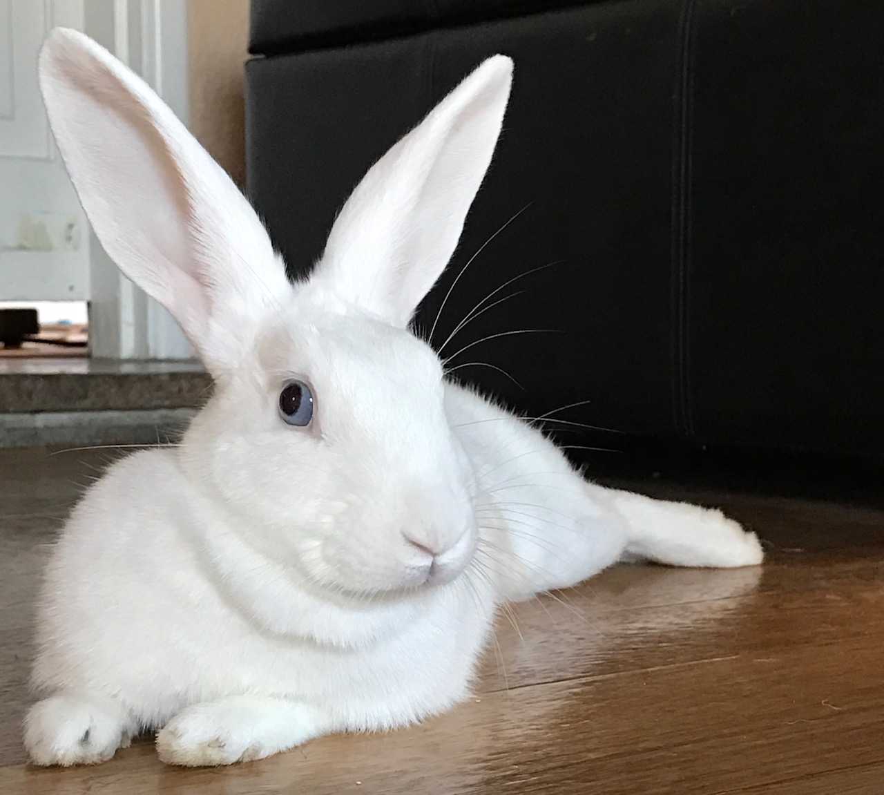 Adoptable bunnies at Rabbit Rescue Shelter