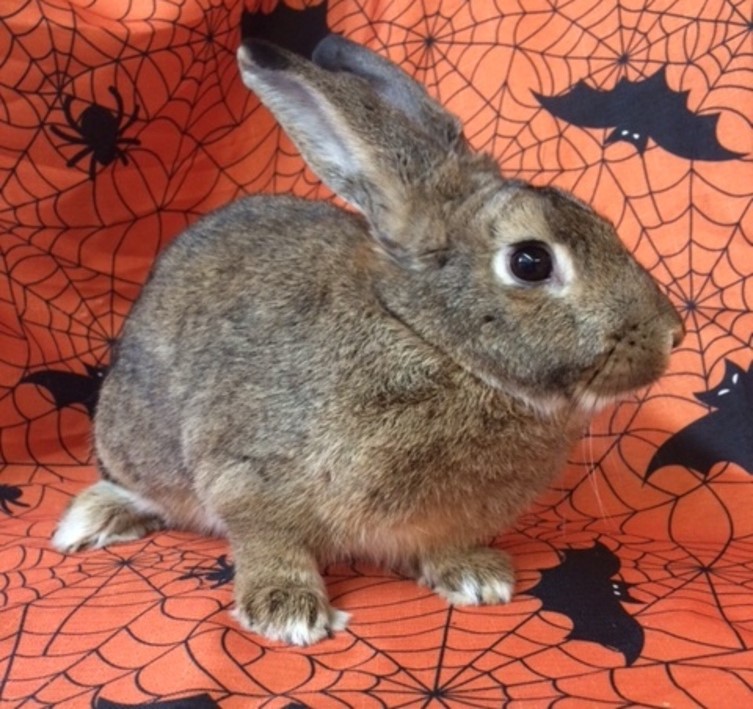Adoptable bunnies at Rabbit Rescue Shelter