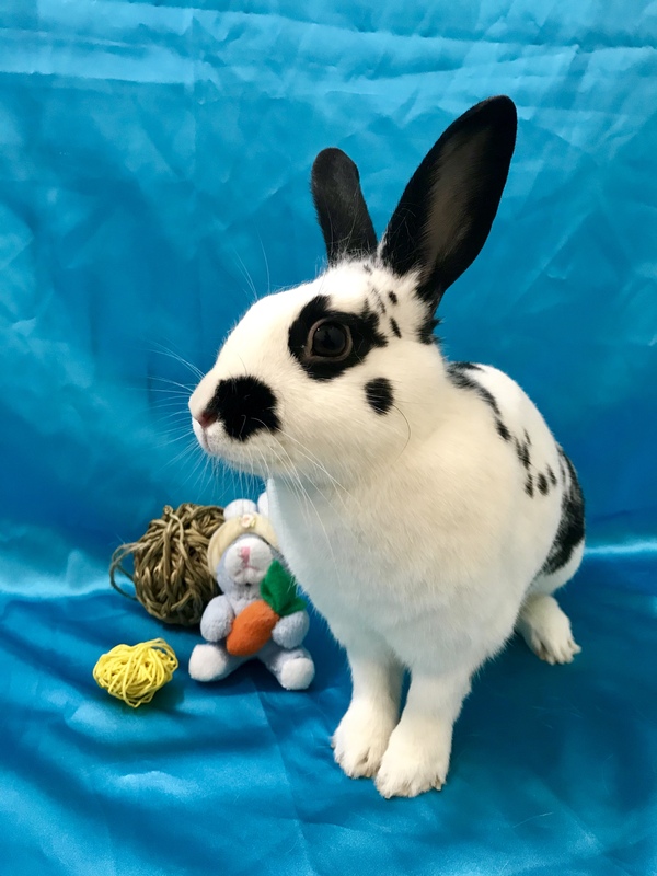 Adoptable bunnies at Rabbit Rescue Shelter