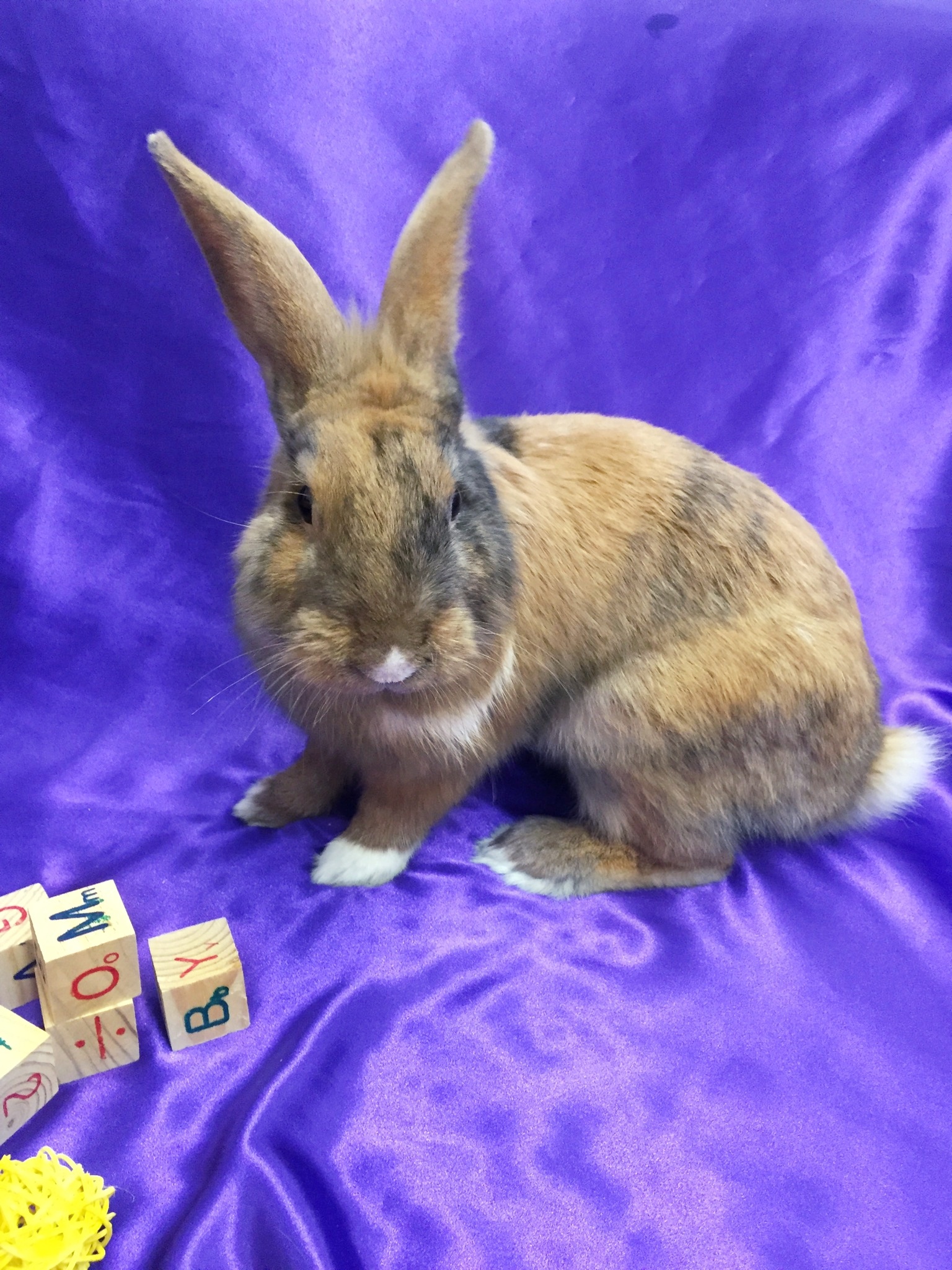 Adoptable bunnies at Rabbit Rescue Shelter