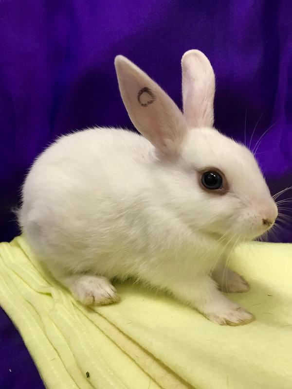 Adoptable bunnies at Rabbit Rescue Shelter
