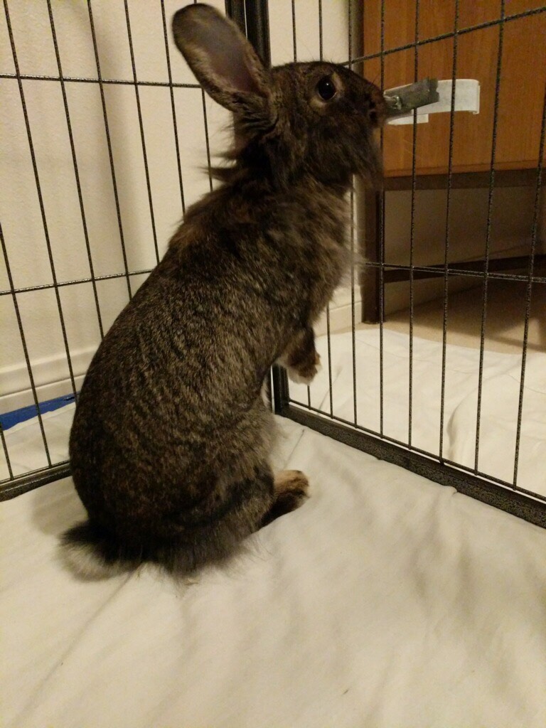 Adoptable bunnies at Rabbit Rescue Shelter