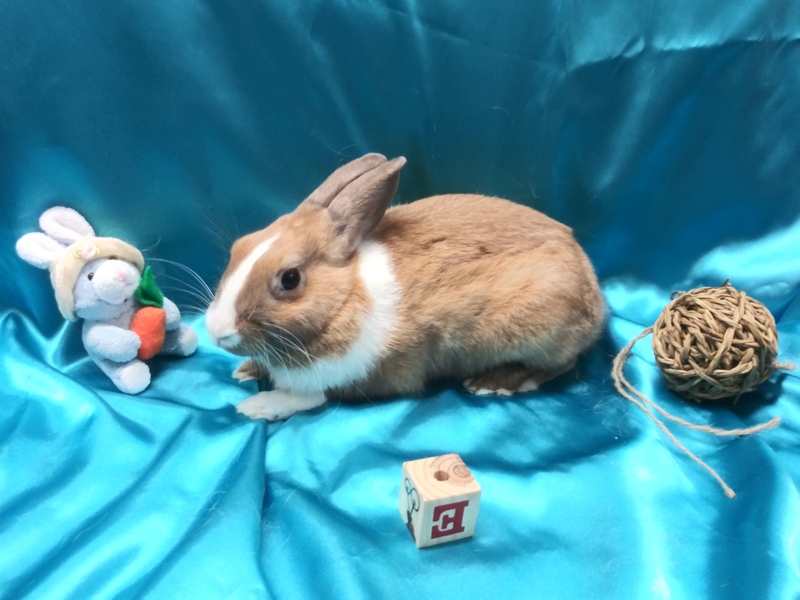 Adoptable bunnies at Rabbit Rescue Shelter