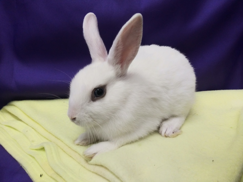 Adoptable bunnies at Rabbit Rescue Shelter