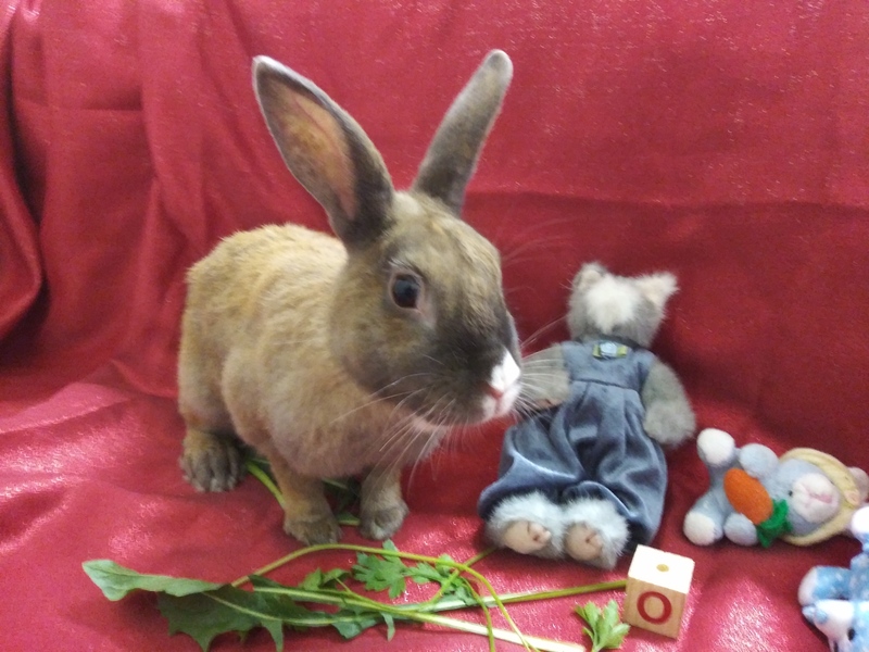 Adoptable bunnies at Rabbit Rescue Shelter