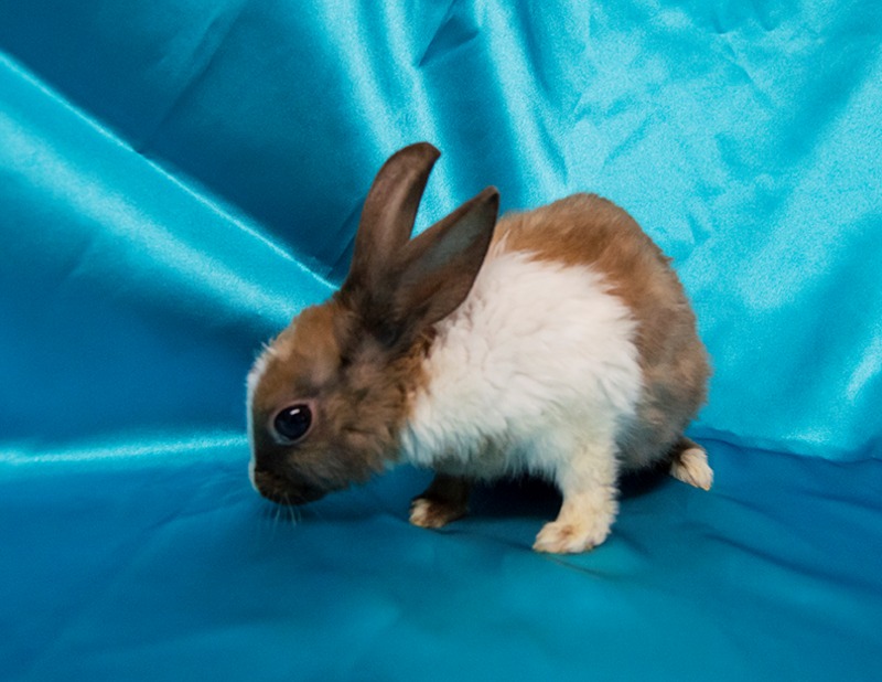 Adoptable bunnies at Rabbit Rescue Shelter