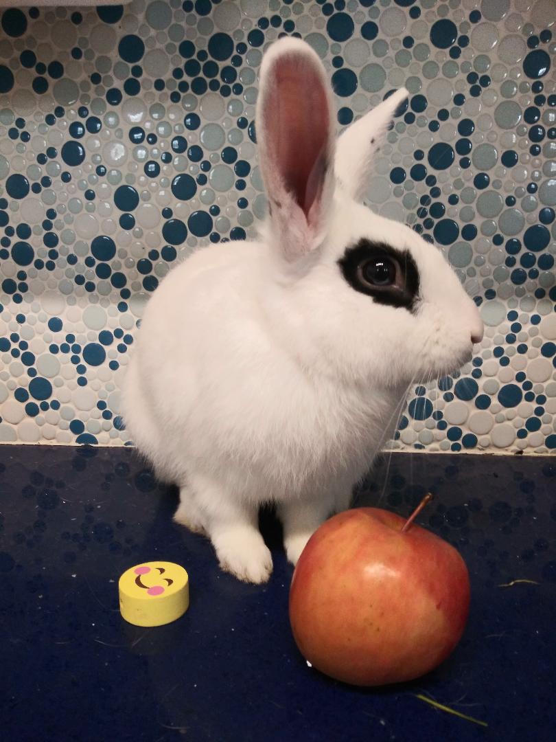Adoptable bunnies at Rabbit Rescue Shelter