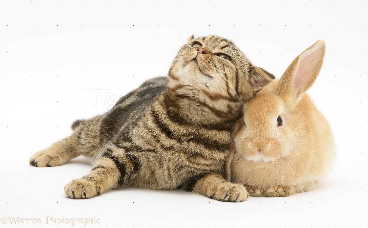 Cats and Rabbits Do cats and rabbits get along together?