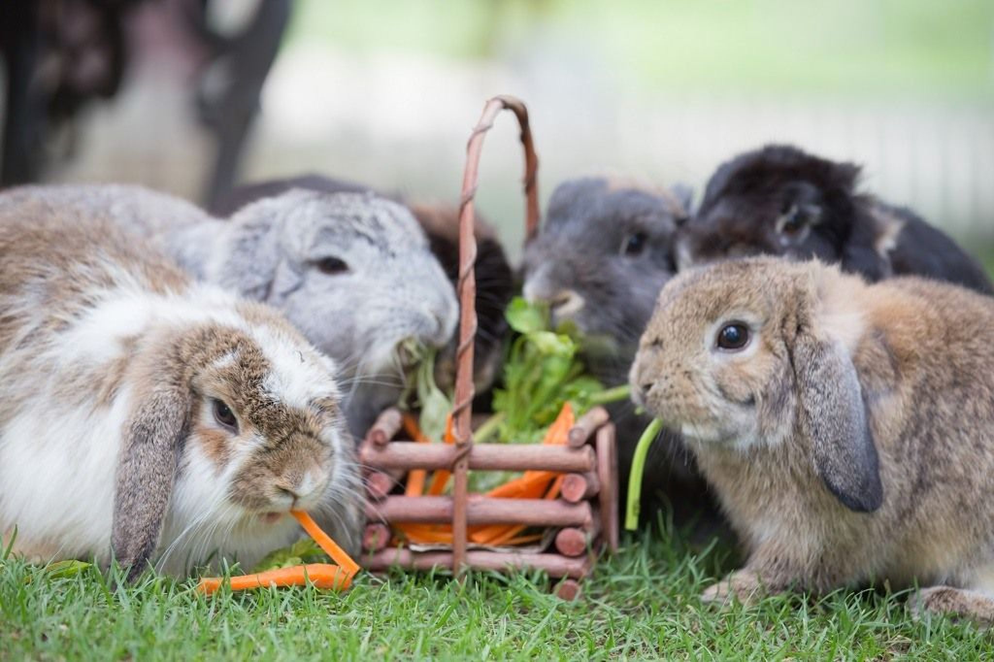 Can Rabbits Eat Celery [2021] Good for Bunnies to Have Stalks & Leaves