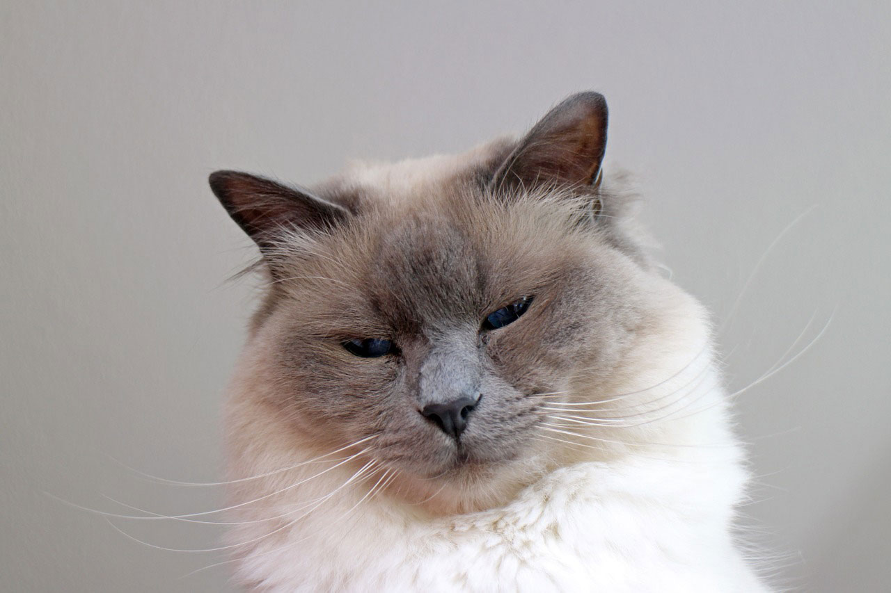Chat de la race Sacré de Birmanie Pleins de qualités