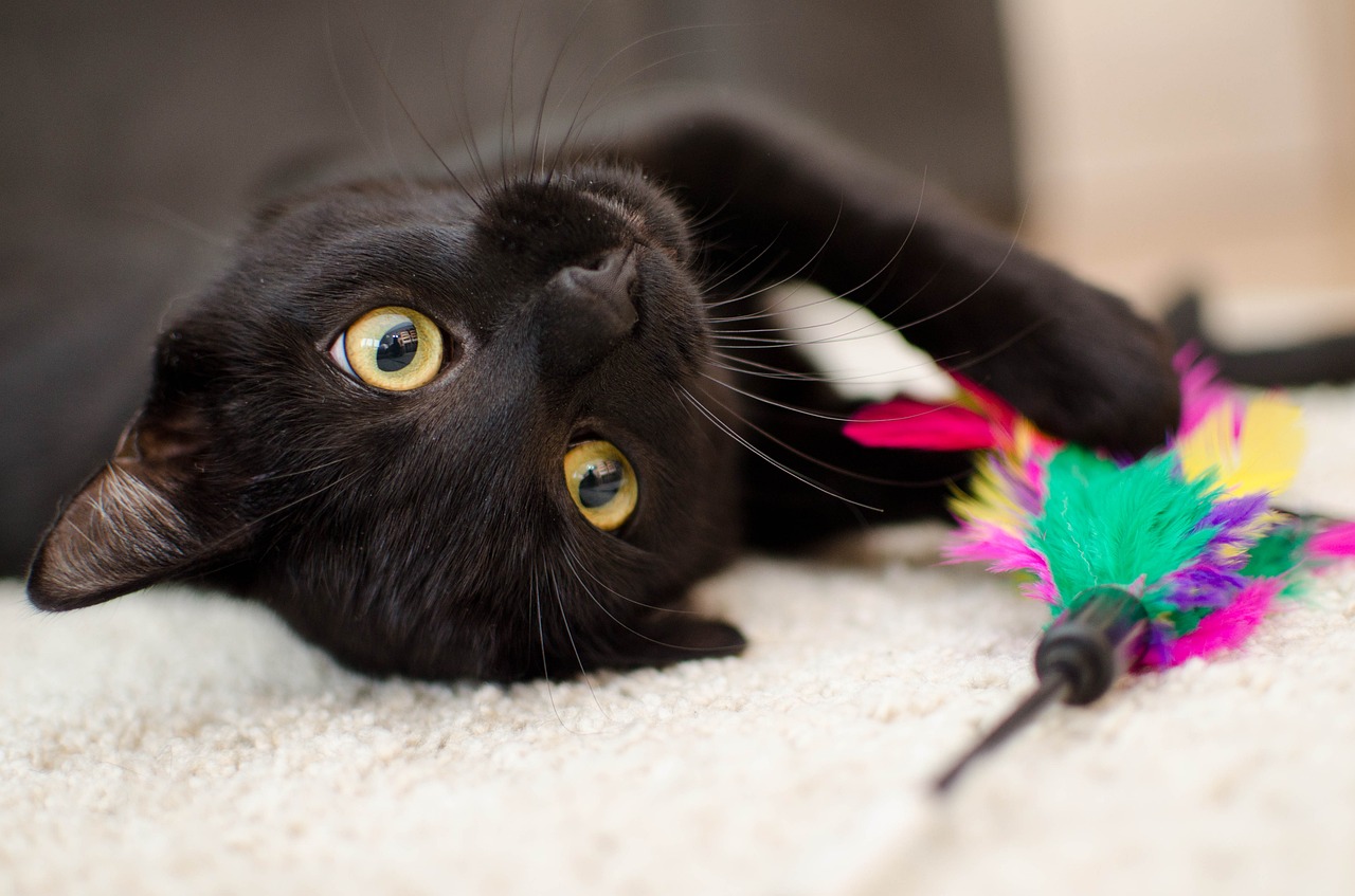 Accessoires pour chat les 7 indispensables à avoir